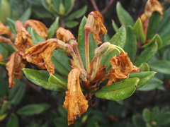 Rhododendron pseudochrysanthum