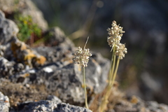 Allium tenuiflorum