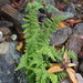 Dryopteris alpestris - Photo (c) Jerome Ko, some rights reserved (CC BY-NC), uploaded by Jerome Ko