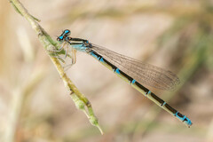 Coenagrion caerulescens
