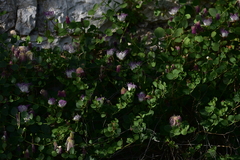 Capparis orientalis