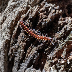 Kepolydesmus anderisus
