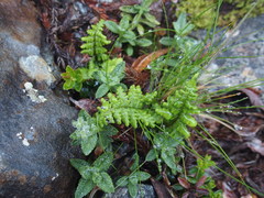 Dryopteris alpestris