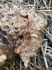 Hydnotrya
