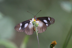 Pseudacraea lucretia