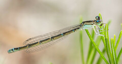 Coenagrion caerulescens
