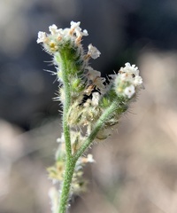 Cryptantha incana