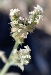 Cryptantha incana