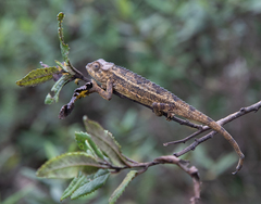 Trioceros
