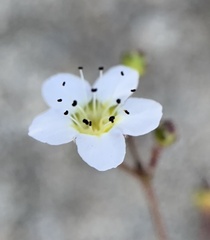 Ivesia santolinoides