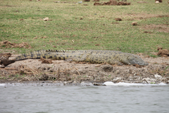 Crocodylus niloticus