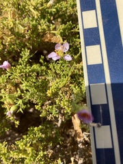 Fagonia palmeri