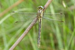 Gomphus simillimus