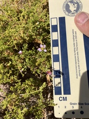 Fagonia palmeri