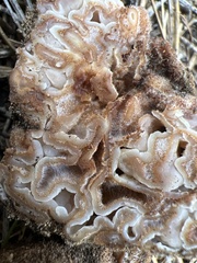 Hydnotrya