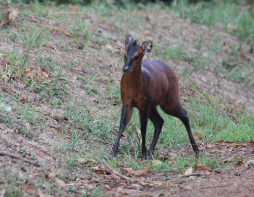 Kivu Duiker