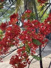 Delonix regia