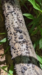 Annulohypoxylon truncatum