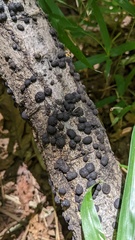 Annulohypoxylon truncatum