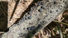 Annulohypoxylon truncatum