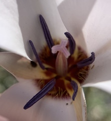 Calochortus invenustus