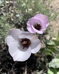 Calochortus invenustus