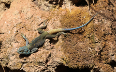 Acanthocercus ugandaensis