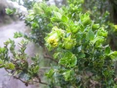 Monticalia arbutifolia