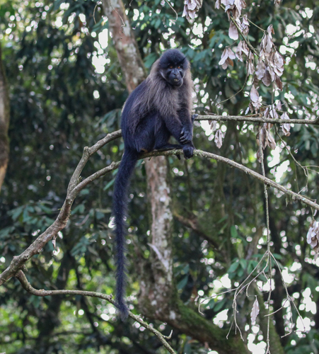 Ugandan grey-cheeked mangabey