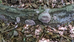 Abundisporus pubertatis