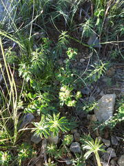 Thymus embergeri