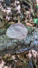 Abundisporus pubertatis