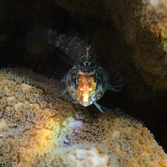 Enneapterygius rufopileus