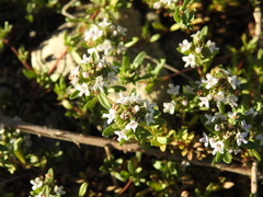 Thymus embergeri
