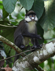 Cercopithecus ascanius