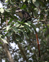 Cercopithecus ascanius