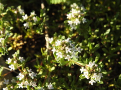 Thymus embergeri