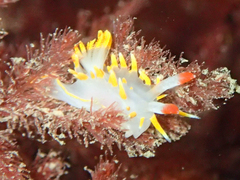 Okenia elegans