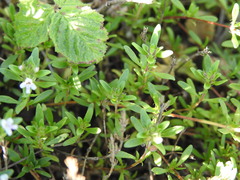 Thymus embergeri