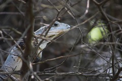 Ctenosaura similis