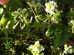 Thymus embergeri