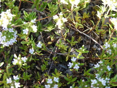 Thymus embergeri