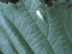 Malacocoris chlorizans