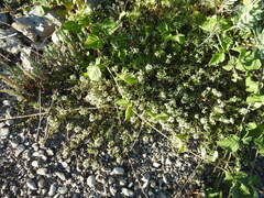 Thymus embergeri