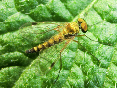 Chrysopilus asiliformis