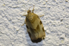 Choristoneura hebenstreitella