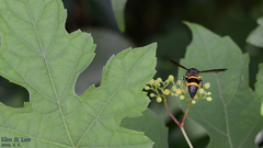 Orancistrocerus drewseni