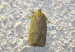 Aphelia viburnana