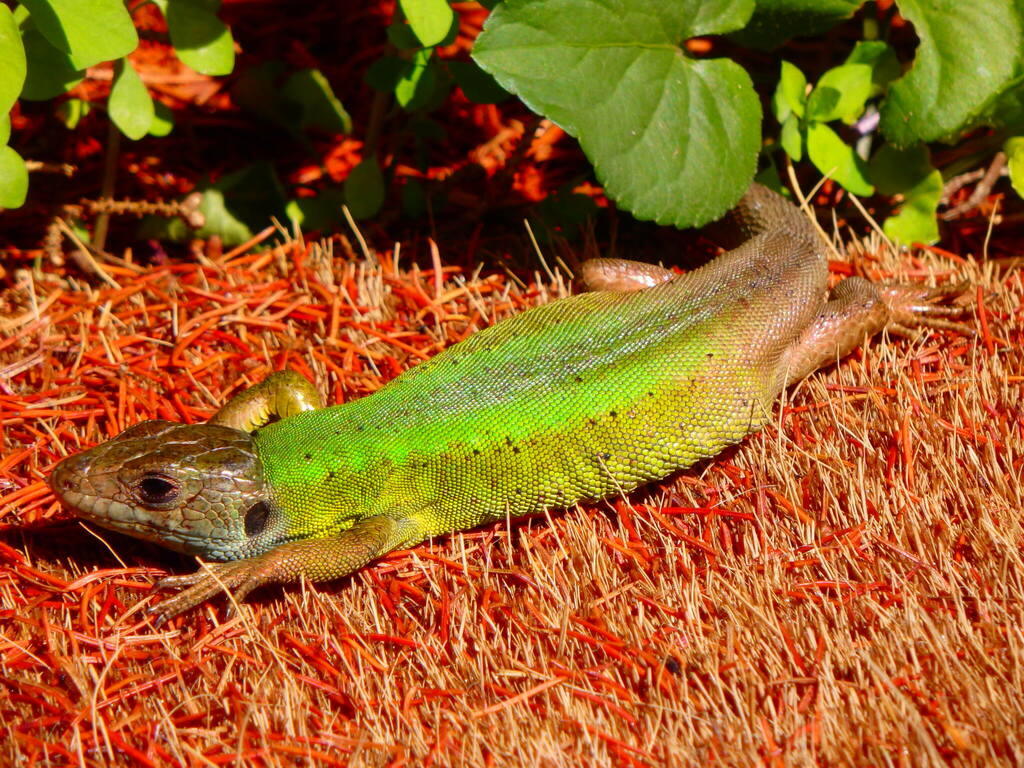 Iberian Emerald Lizard