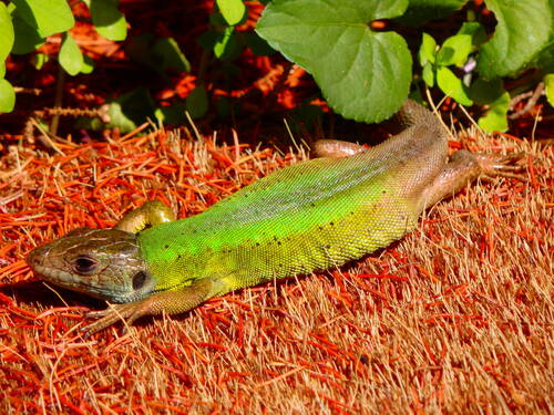 Iberian Emerald Lizard